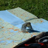 fledgling blue tit - Nykopping