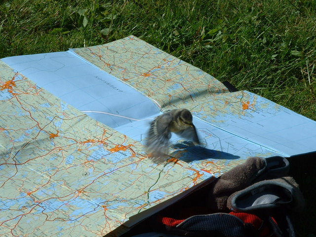fledgling blue tit - Nykopping